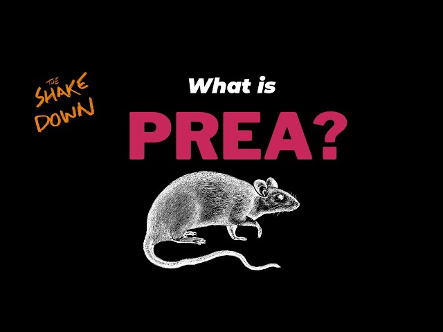 A curious rat looking at a sign that reads "what is prea